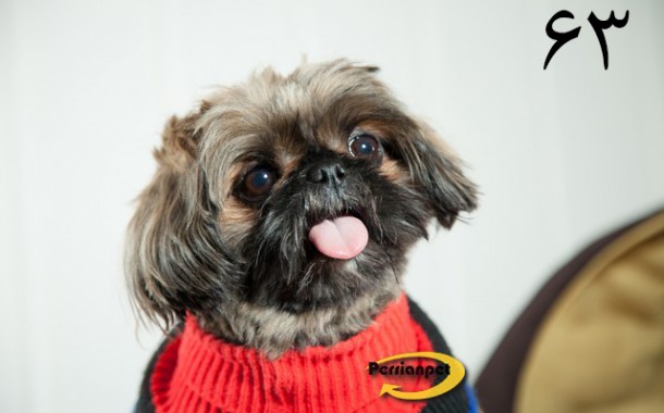 ساعت کار پرشین پت قبل نوروز