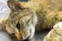 جراحی شکستی لگن  در گربه حمایتی توسط  پرشین پت