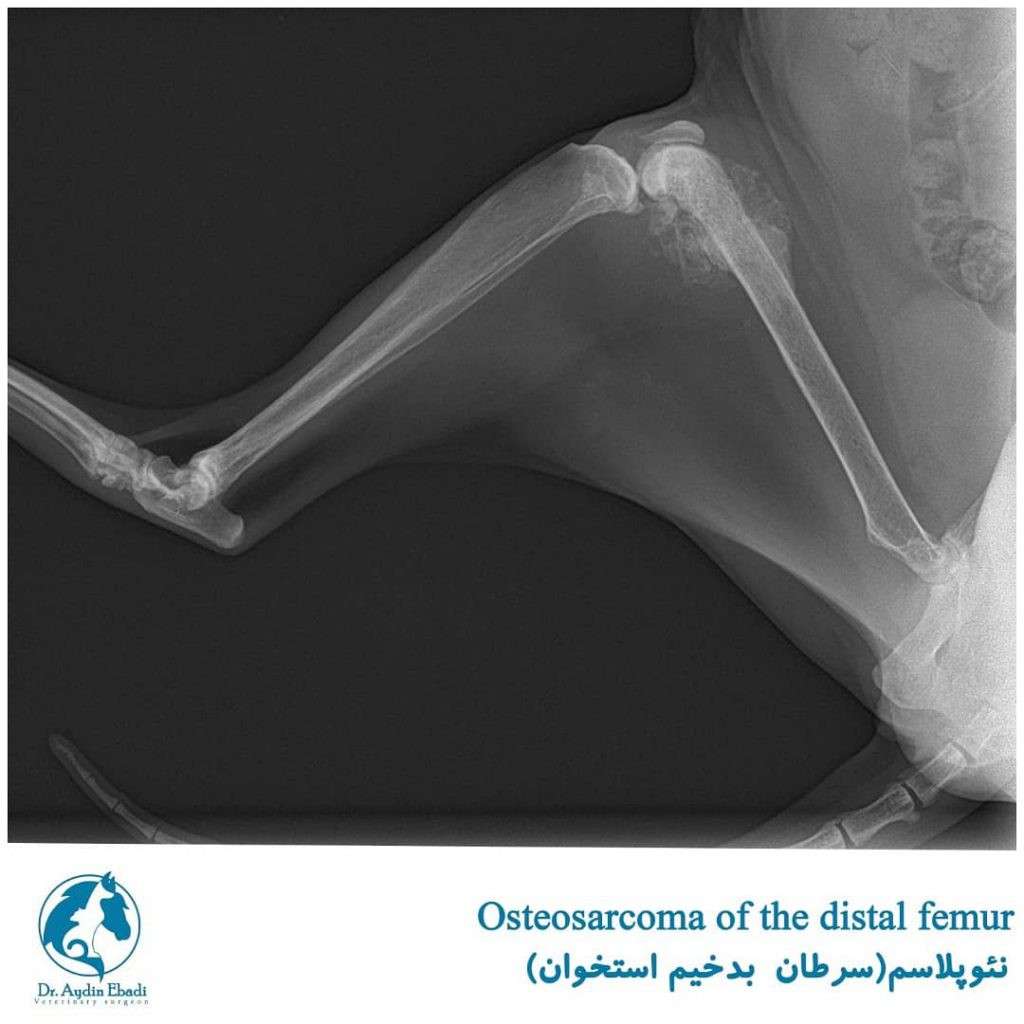 جراحی یک گربه با سرطان بد خیم استخوان