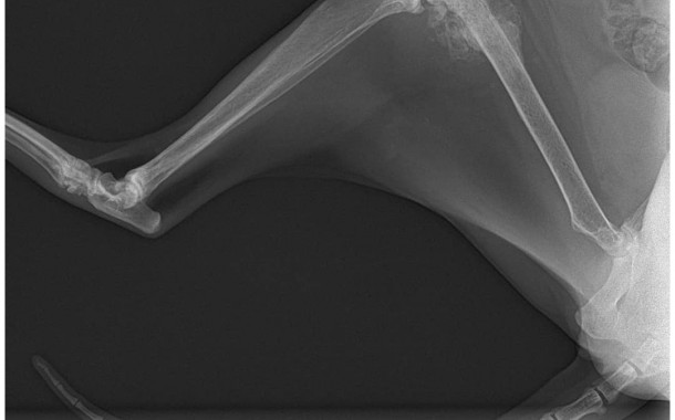 جراحی یک گربه با سرطان بد خیم استخوان