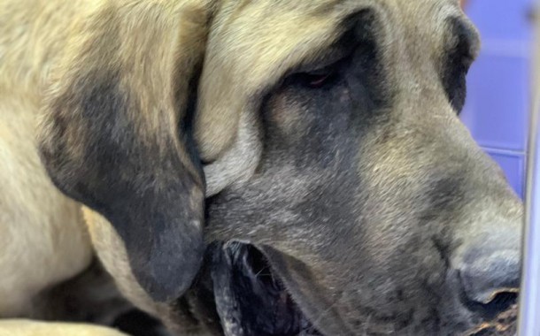 کیست موکوسی در یک سگ سرابی