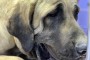 کیست موکوسی در یک سگ سرابی