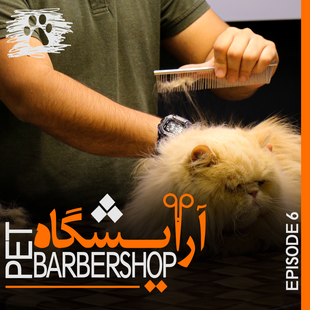۶-Pet Barbershop