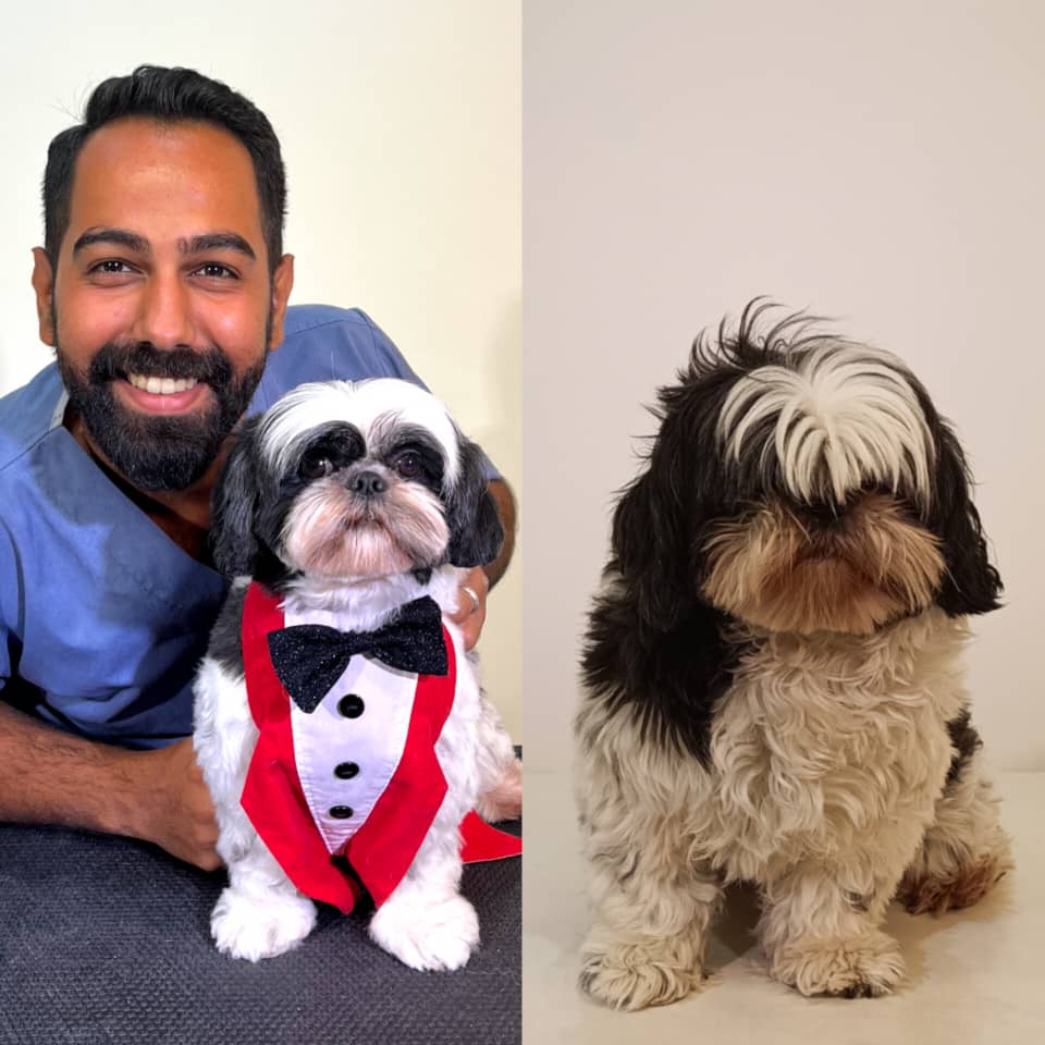 آرایشگر حرفه‌ای سگ و گربه با تخصص ویژه